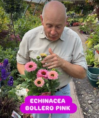 Echinacea Bollero Pink In summer and early autumn. Winter hardy and lasts for years