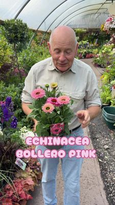 Echinacea Bollero Pink In summer and early autumn. Winter hardy and lasts for years