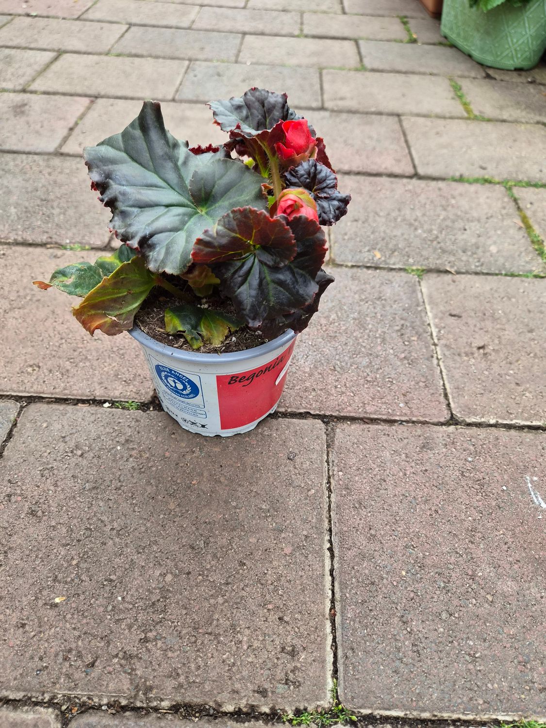 Waterfall Begonia Waterfall Red for baskets and pots. Non stop flowers until October.