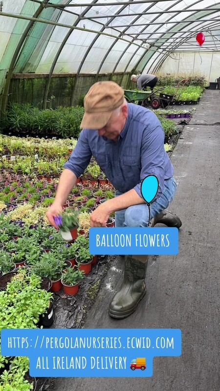 Blue Balloon Flower - Platycodon