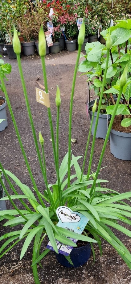 Agapanthus -''SUPERB BLUE''