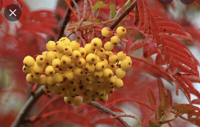 Sorbus Sunshine,medium sized tree with white fragrant flowers in spring followed by yellow berries and colourful autumn foliage