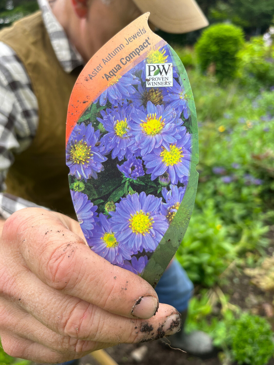 Aster Autumn Jewels 'Aqua Compact' A dwarf, hardy aster smothered in flowers in late summer and early autumn. Winter hardy and lasts for years. Pruned back to help it establish