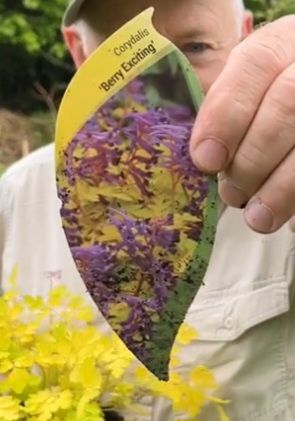 Corydalis “Berry Exciting“ Purple flowers for months and lasts for years. Corydalis “Berry Exciting“ loves shade or semi shade .