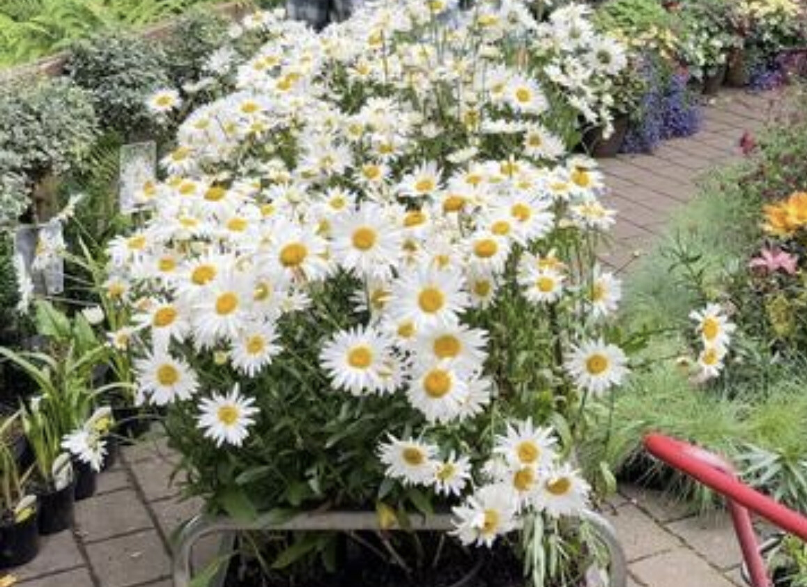 Shasta Daisy - Leucanthemum 'Madonna' flowers for months and lasts for years . Good in sun or half shade . Happy in beds or pots