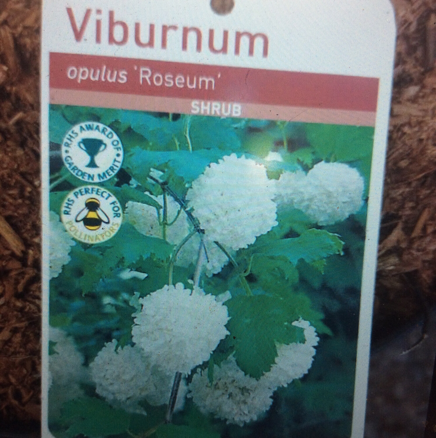 SNOWBALL BUSH  easy to grow thrives on neglect .Flowers are perfect ball shape white . Happy in any reasonable soil type . Pot grown bushy plants ready for planting 40 Cm approx)