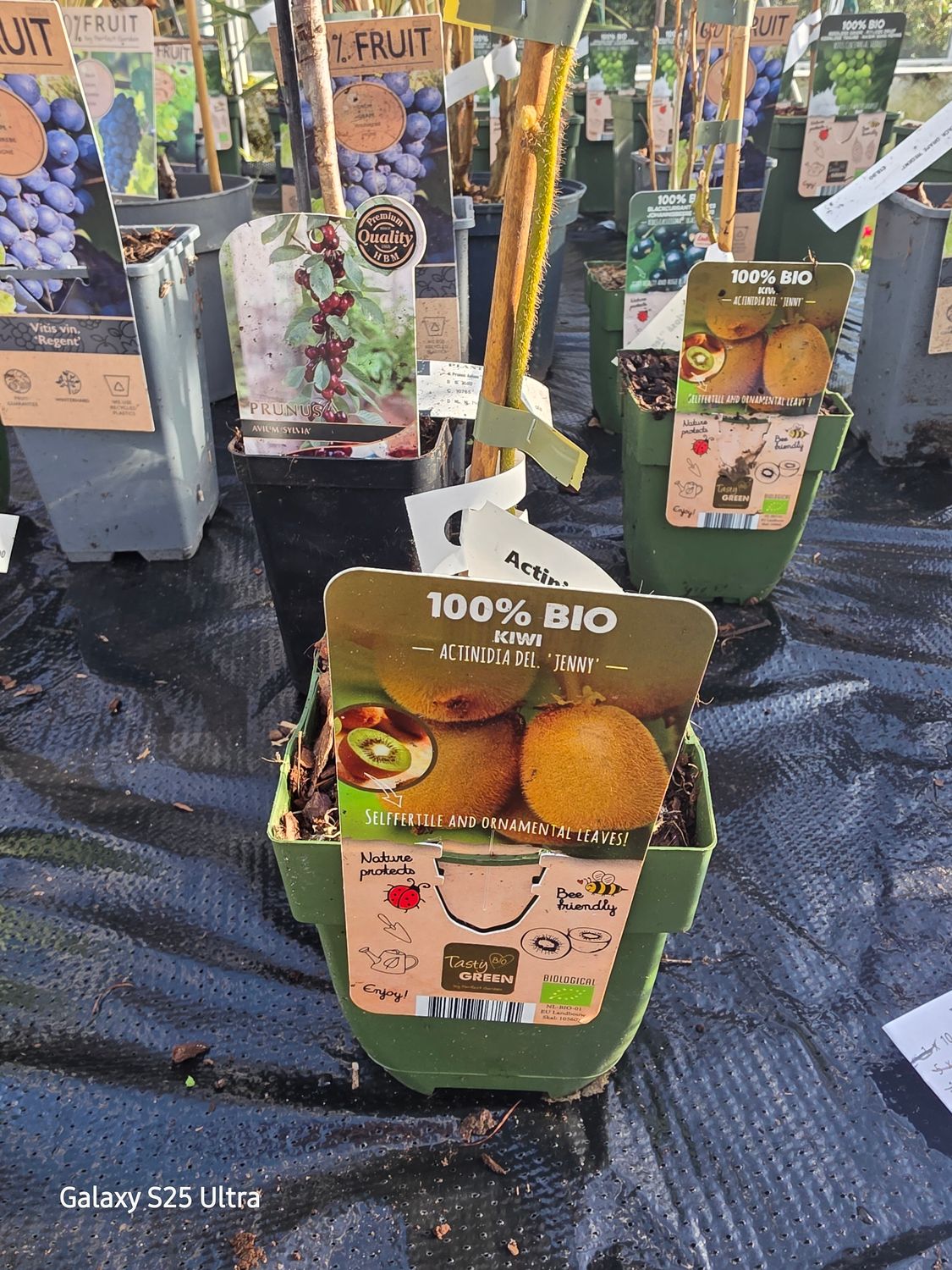 Kiwi deliciosa ‘Jenny’