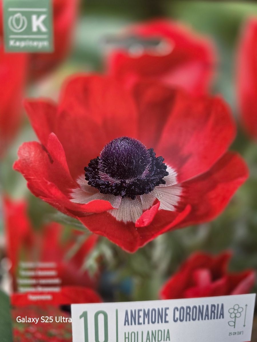 10 Anemone Hollandia