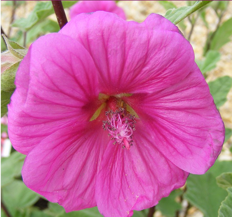 LAVATERA RED RUM MALLOW hardy fast growing shrub laden with deep pink /red flowers In summer and early autumn Young pot grown plants . Likes a sunny and free draining spot