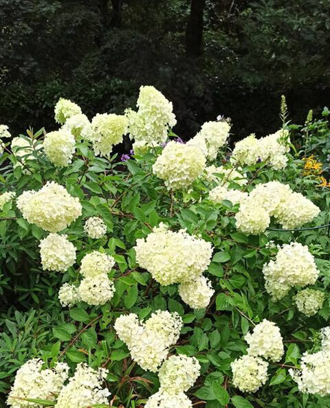 Hydrangea Polar Bear bushy pruned back …ready for planting