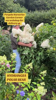 Hydrangea Polar Bear bushy pruned back …ready for planting
