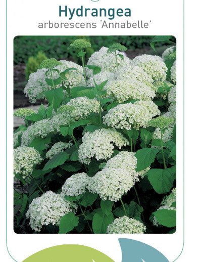 Hydrangea 'Annabelle'
