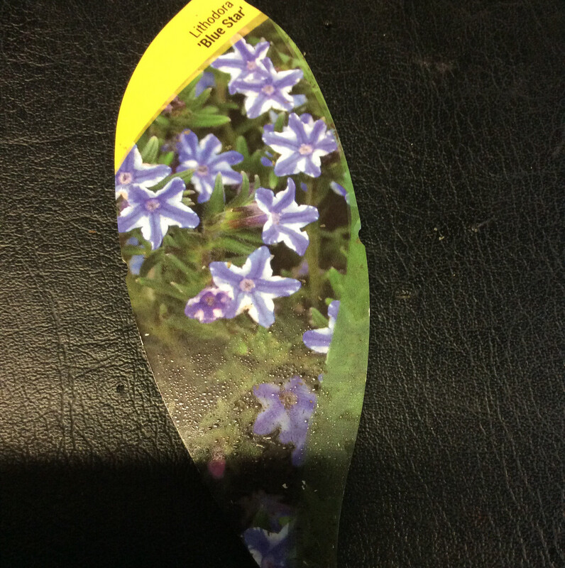 Lithodora “Blue Star””