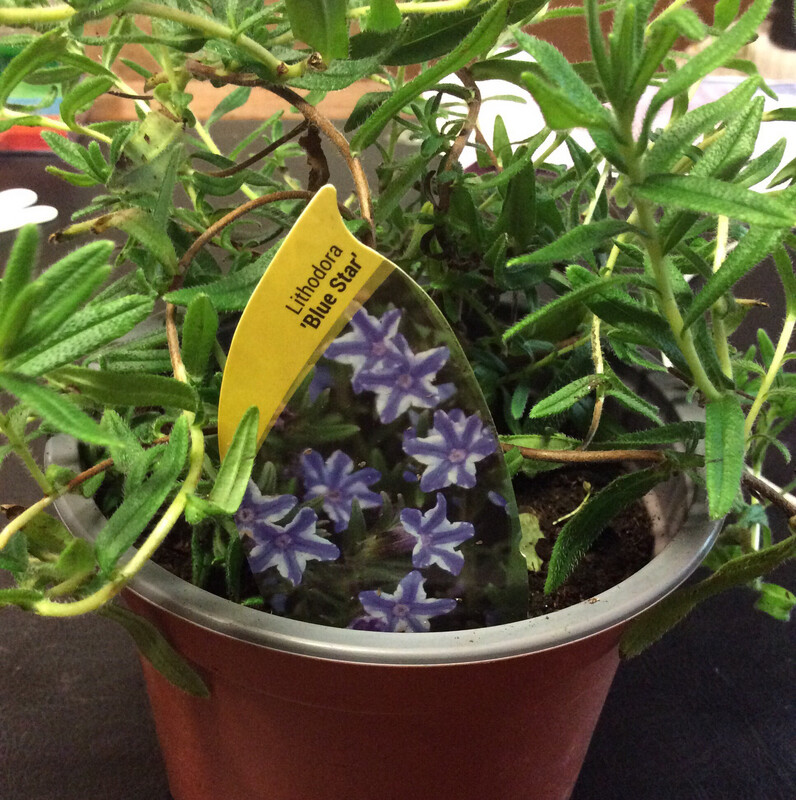 Lithodora “Blue Star””