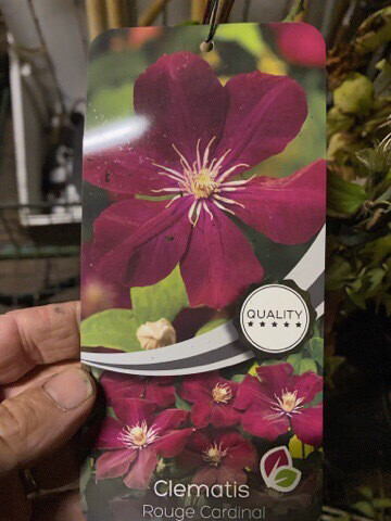 CLEMATIS RED CARDINAL fast growing climber with Velvet Red flowers with a white centre