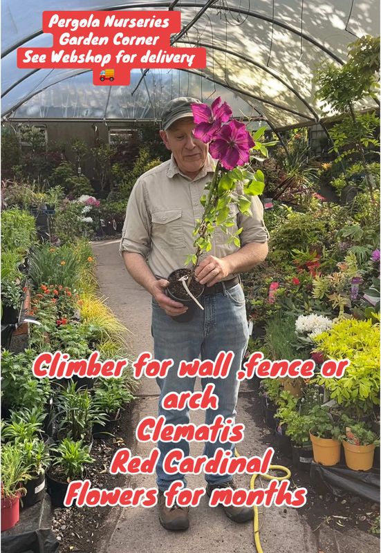 Clematis Red Cardinal fast growing climber with Velvet Red flowers with a white centre in summer and early autumn. For wall,fence or arch. Good in large pots or beds