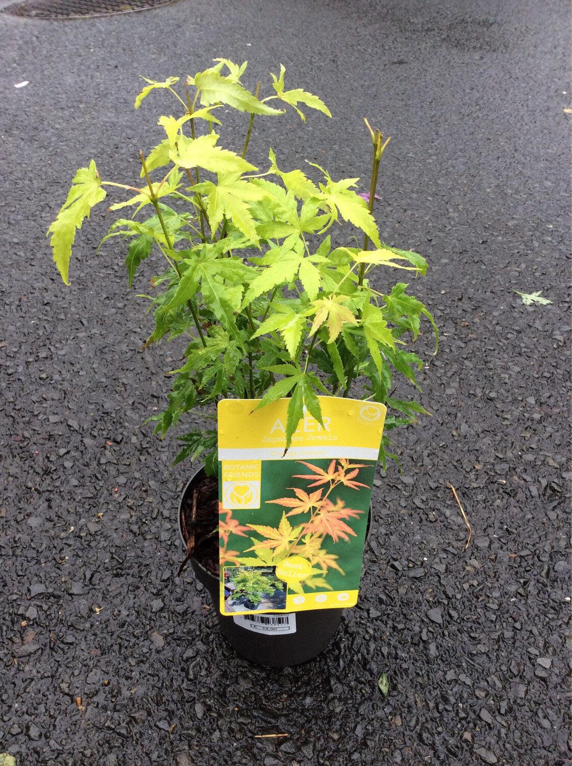 Japanese Maple - Acer 'Orange Dream'