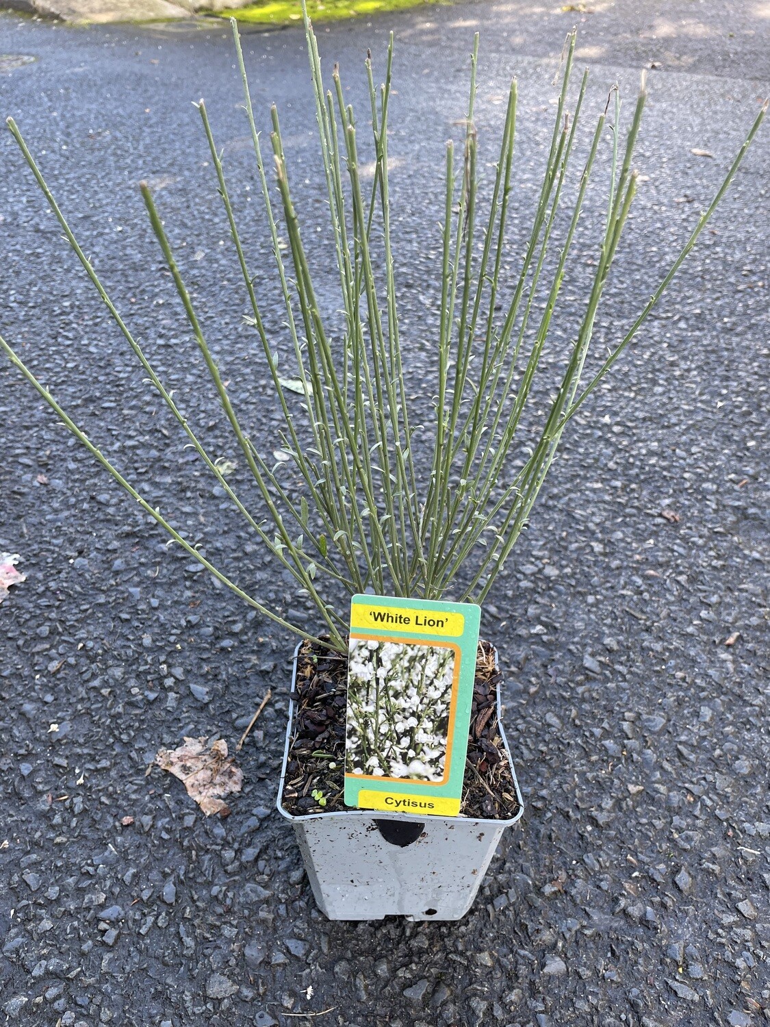 Cytisus - Broom 'White Lion'