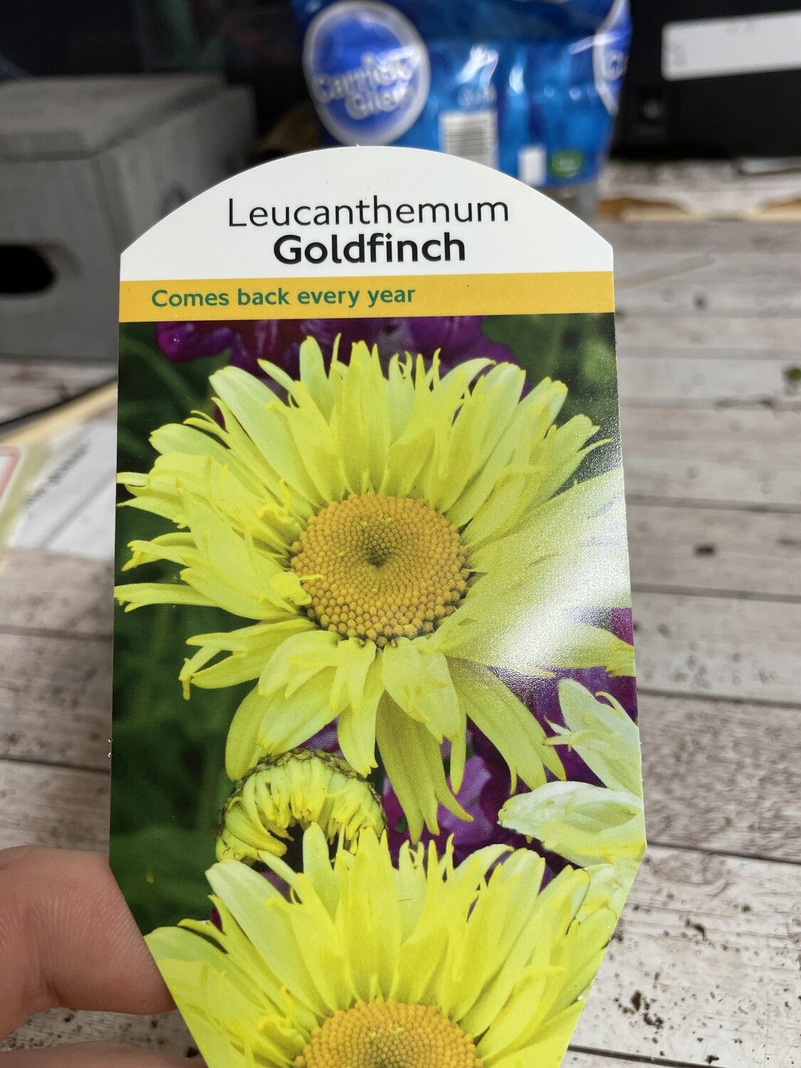 Shasta Daisy - Leucanthemum 'Goldfinch'