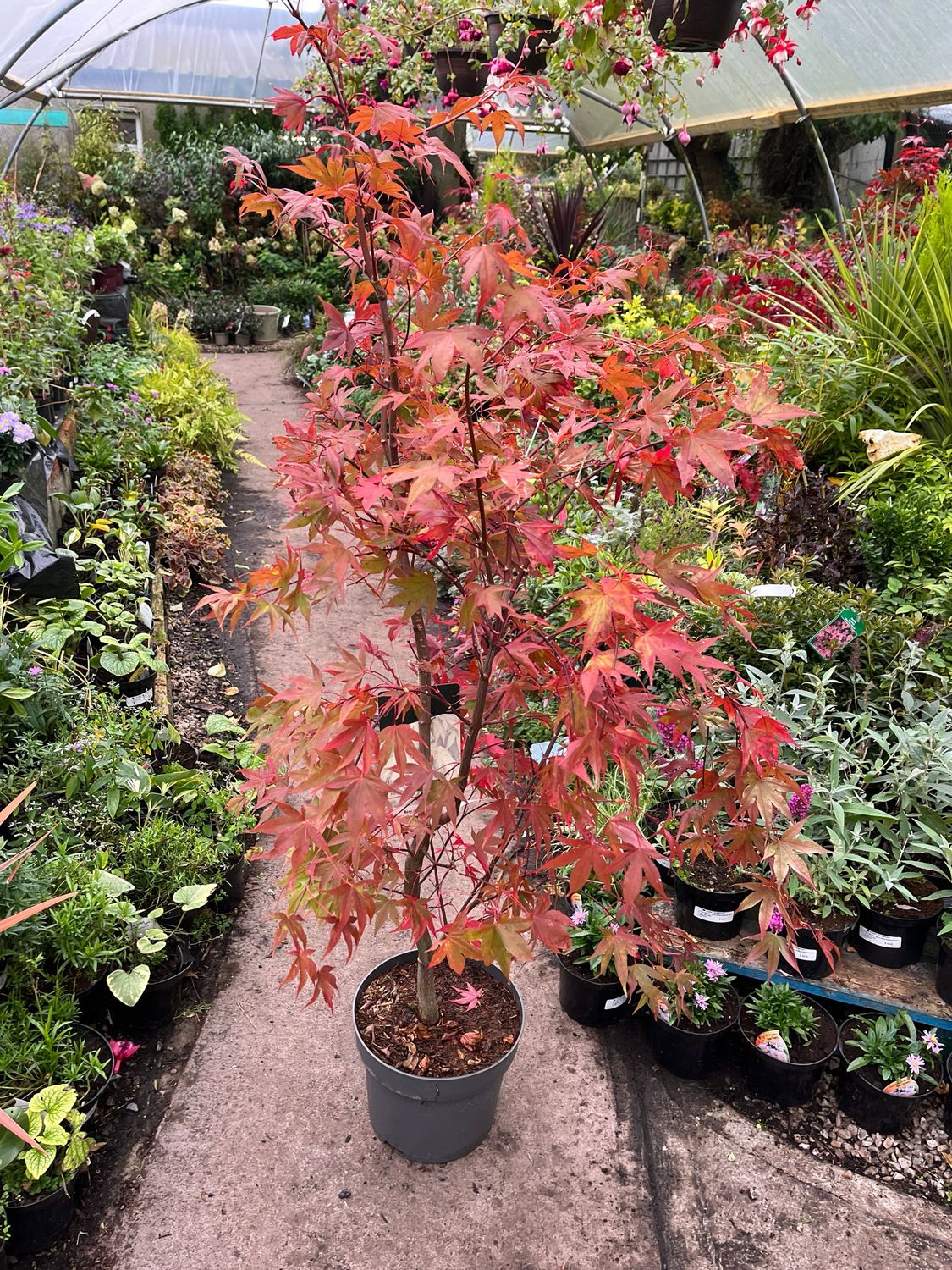ACER ''OZAKAZUKI'' the best Japanese Maple for Autumn colours Strong Bushy Plants approx 90 -100 Cm