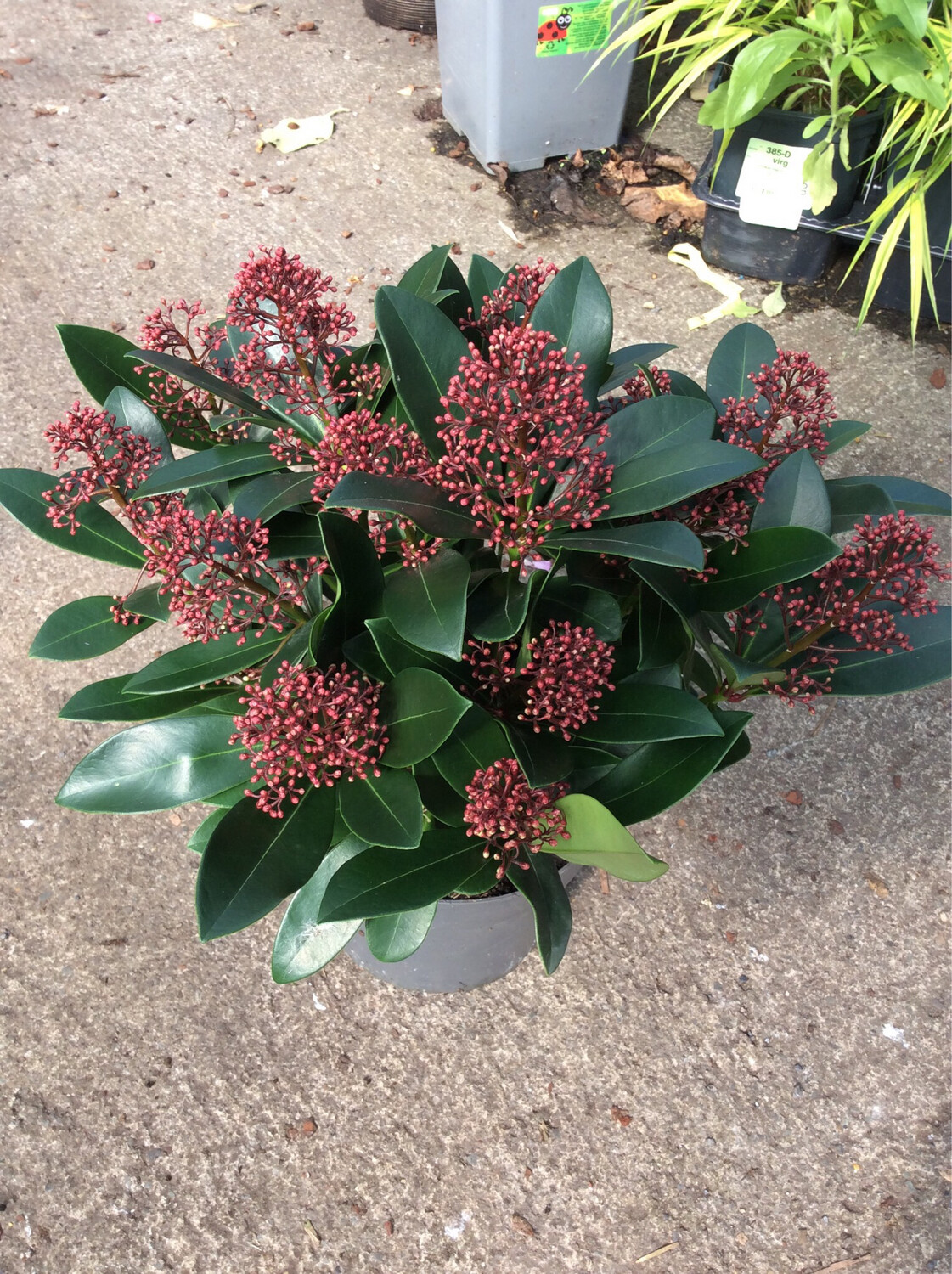 Skimmia Rubella  'Male' Ruby