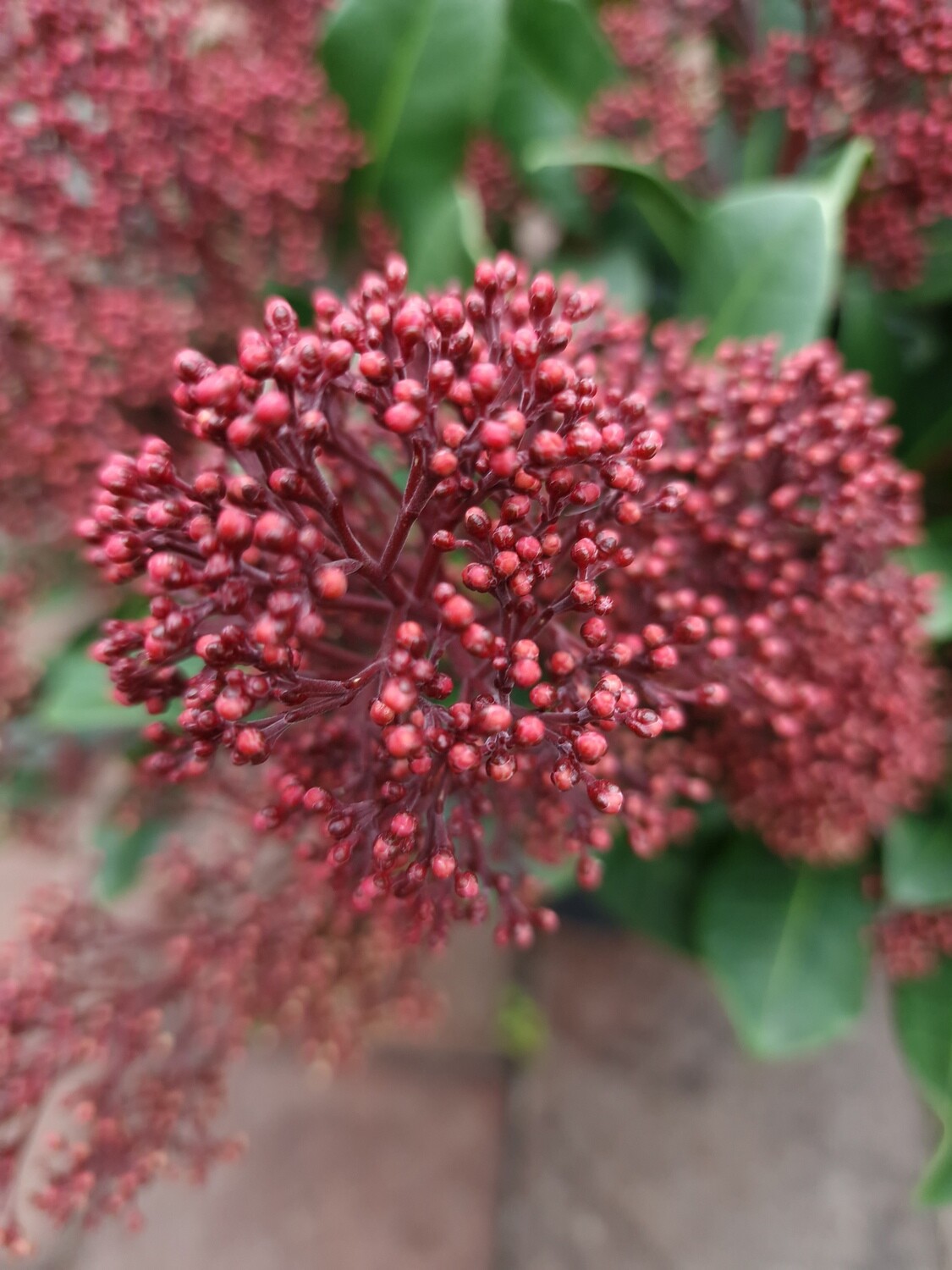 Skimmia Rubella