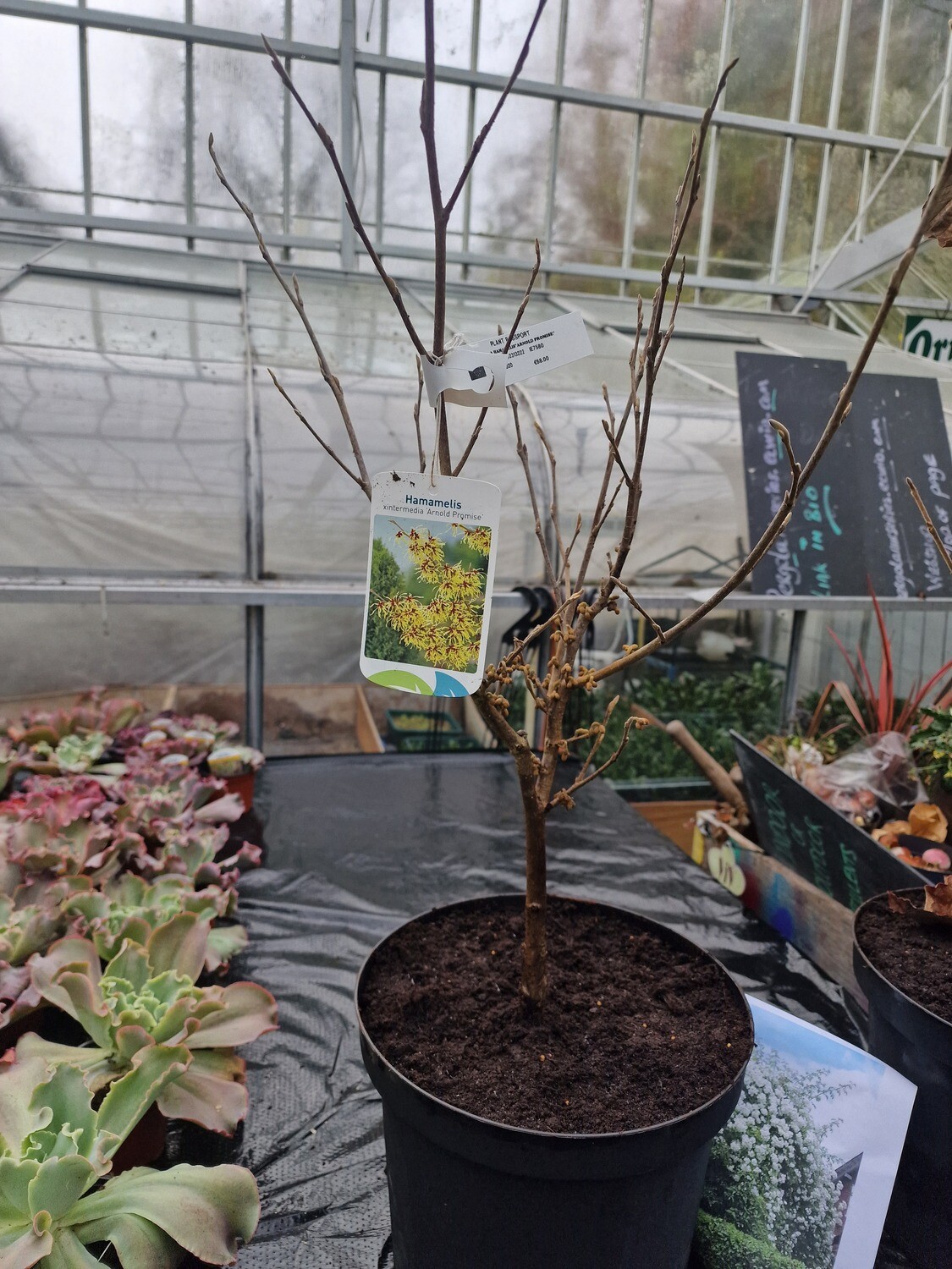 HAMAMELIS 'ARNOLD PROMISE'' WITCH HAZEL Laden with flower buds . Yellow fragrant flowers in winter and early spring Colourful autumn foliage. Extra Strong Size