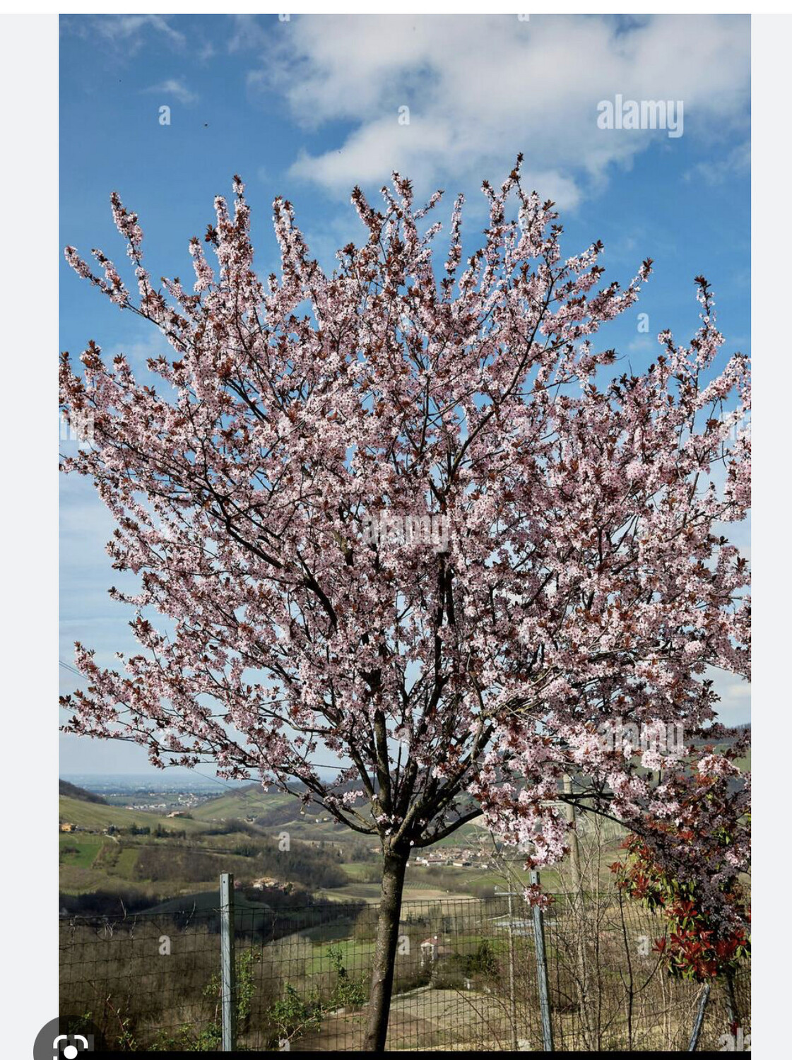 Ornamental Plum ,hardy garden tree smothered in pink flowers in spring followed by deep purple foliage.Good avenue tree or ideal to frame an entrance. Trees for planting approx 2 mt 