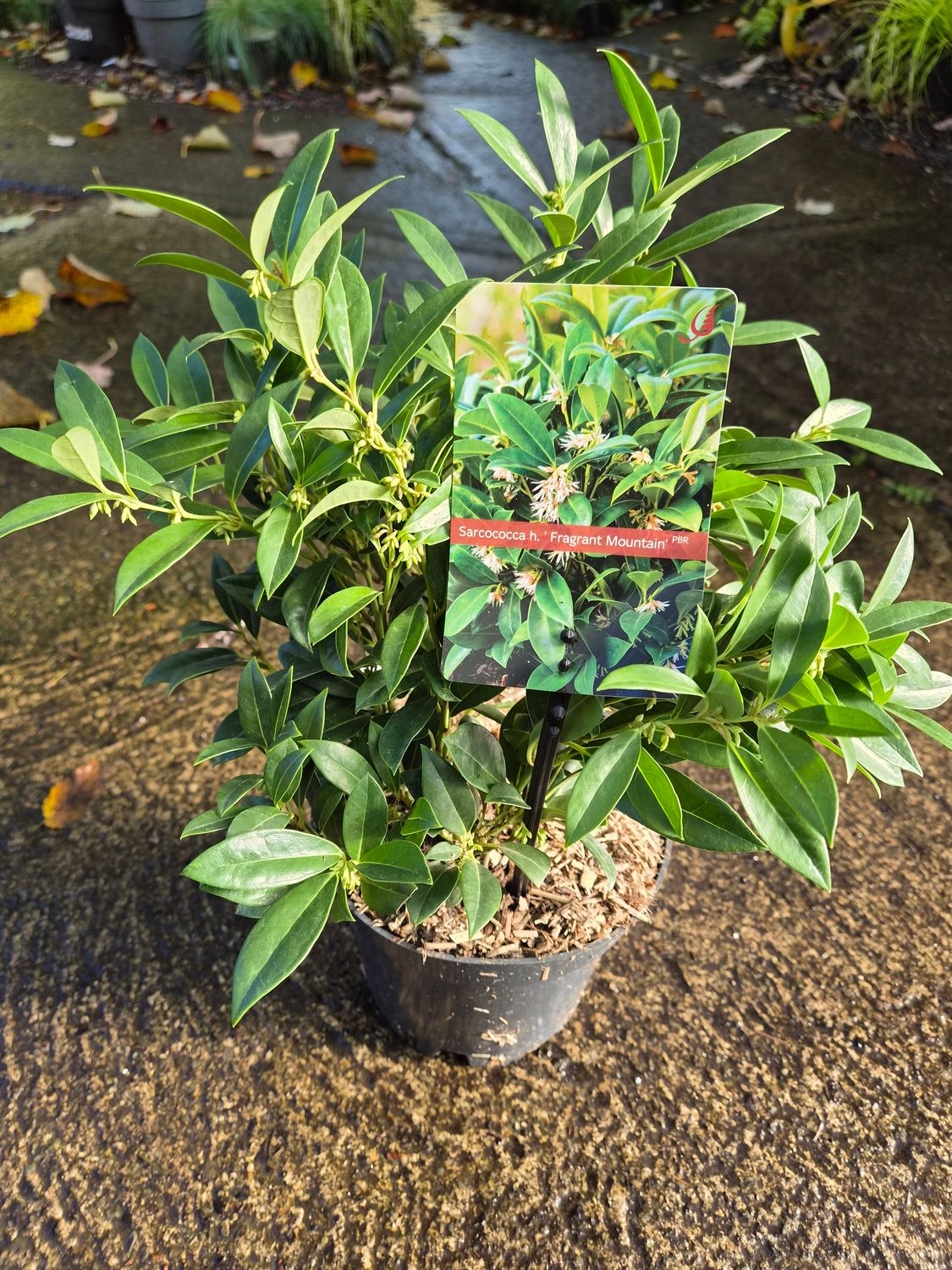 Sarcococca - Sweet Box 'Fragant Mountain' Winter/spring flowering dwarf evergreen shrub with a fragrance that wafts through your garden! Happy in pots or beds.