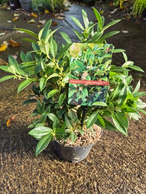 Sarcococca - Sweet Box Fragrant Mountain ,Winter/spring flowering dwarf evergreen shrub with a fragrance that wafts through your garden! Happy in pots or beds. Sarcococca - Sweet Box Fragrant Mountain ,Winter/spring flowering dwarf evergreen shrub with a fragrance that wafts through your garden! Happy in pots or beds.