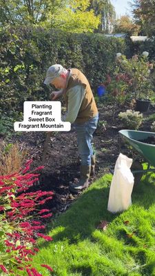 Sarcococca - Sweet Box Fragrant Mountain ,Winter/spring flowering dwarf evergreen shrub with a fragrance that wafts through your garden! Happy in pots or beds.