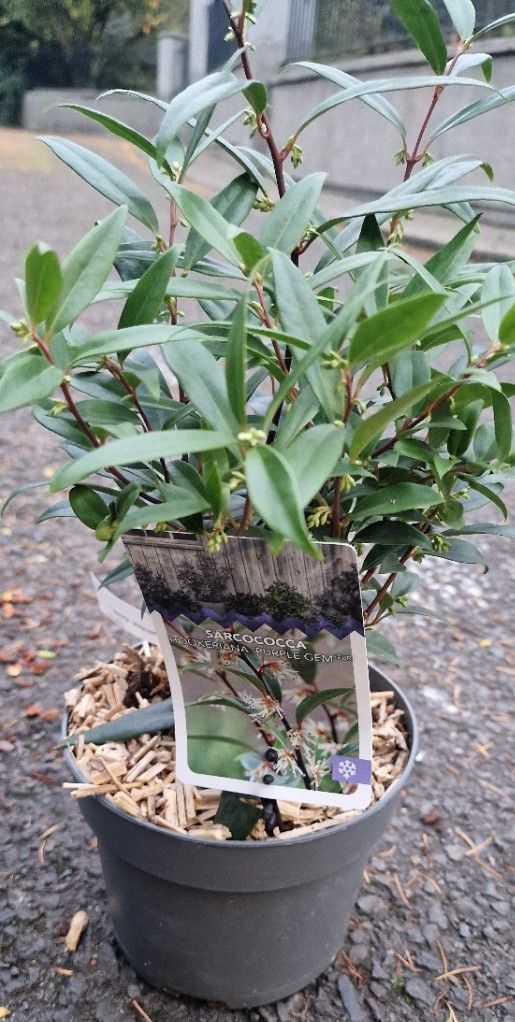 Sarcococca - Sweet Box 'PURPLE GEM' Winter/spring flowering dwarf evergreen shrub with a fragrance that wafts through your garden! Happy in pots or beds.