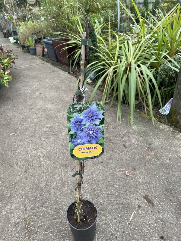 Clematis 'Multi Blue'