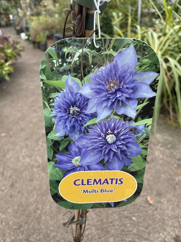 Clematis 'Multi Blue'