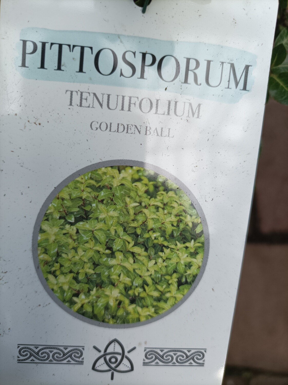 Pittosporum Golden Golf Ball