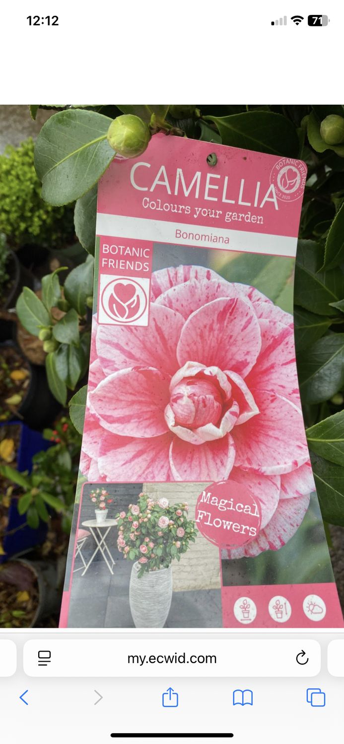 Camelia '' Bonomiana'' XL size hardy evergreen shrub for pots or beds Flowers Pink rippled deeper pink