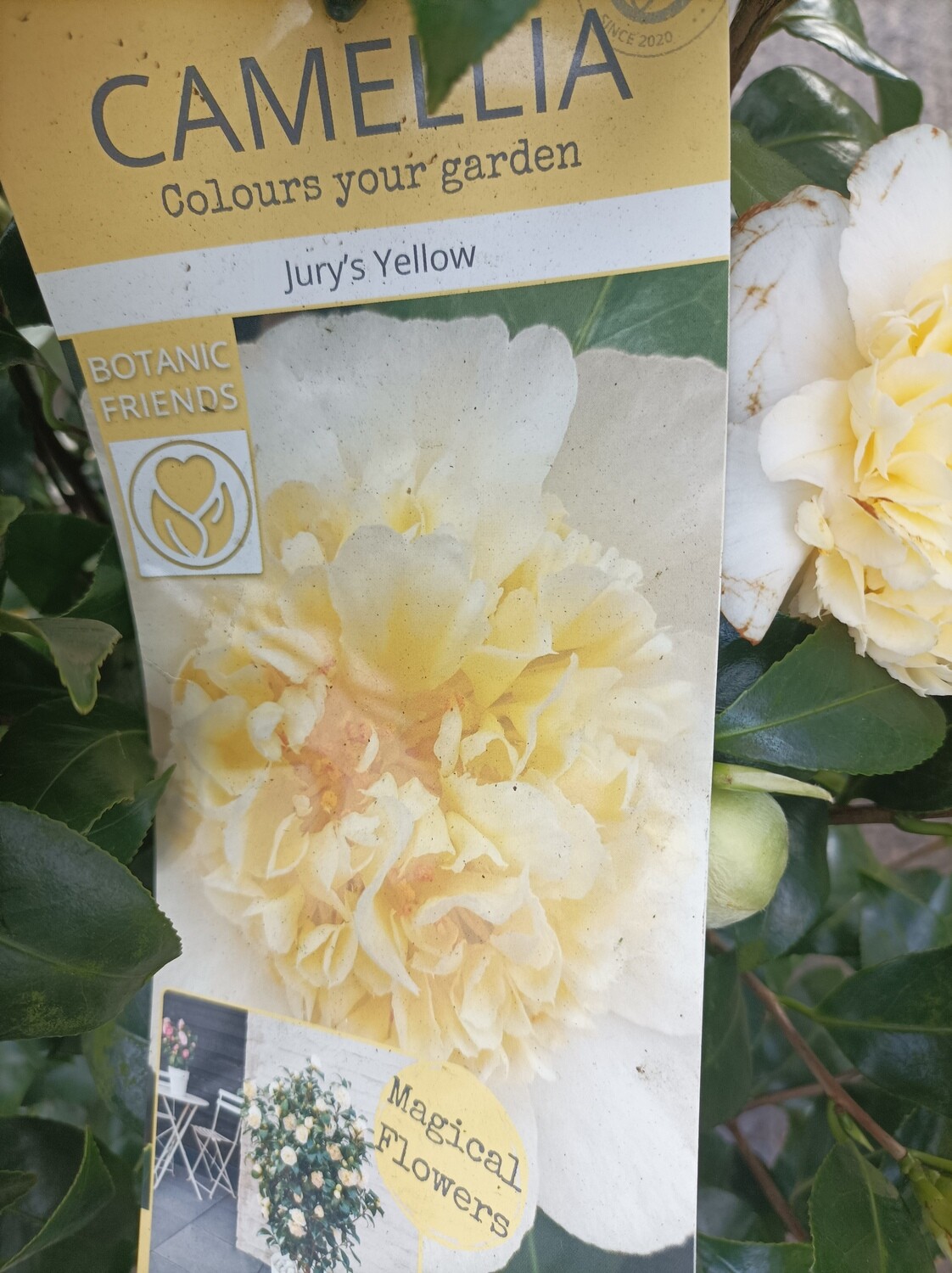 CAMELLIA JURYS YELLOW ,tough winter hardy evergreen shrub for pots or beds . Reliably flowers every spring with months of deep double CREAMY /YELLOW flowers. Good in pots or beds