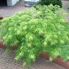 Green Fern Leaf .Acer palm. - Japanese Maple 'Dissectum' ACER PALMATUM “DISSECTUM “..best Japanese Maple for stunning orange autumn foliage. Extra large size!