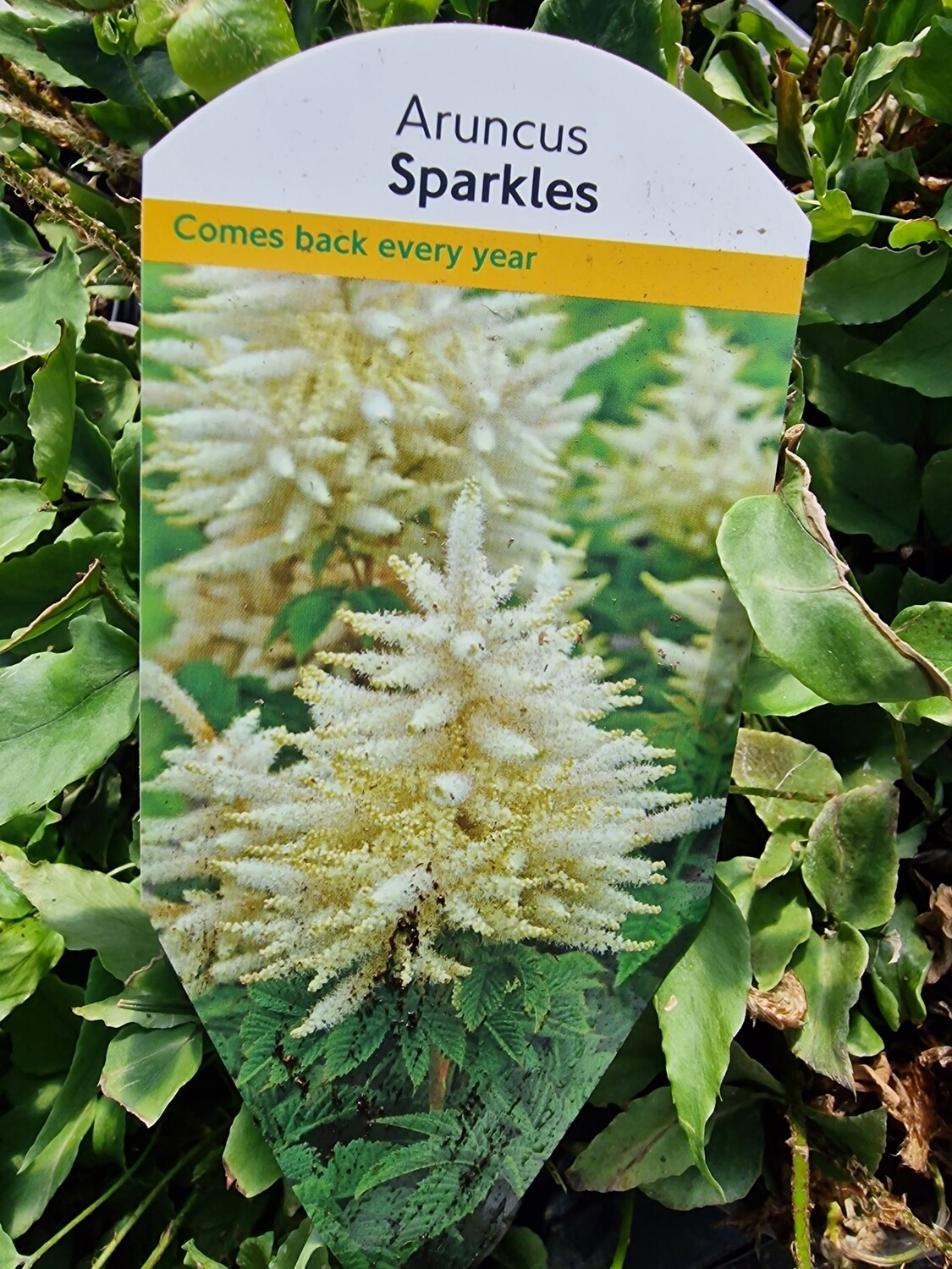 ARUNCUS-Sparkles Hardy Perennial with months of creamy white plume like flowers over divided leaves that turn red in autumn