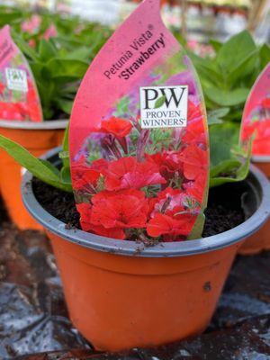 Petunia Vista Strawberry