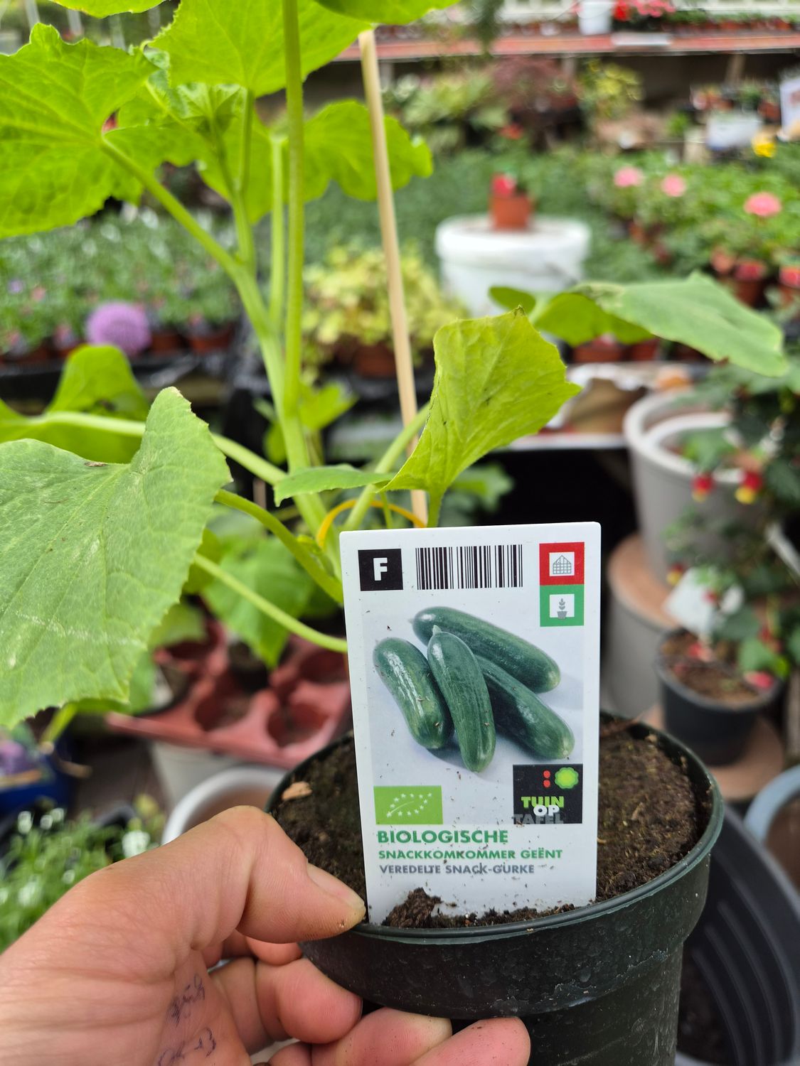Cucumber  Grafted "snack"