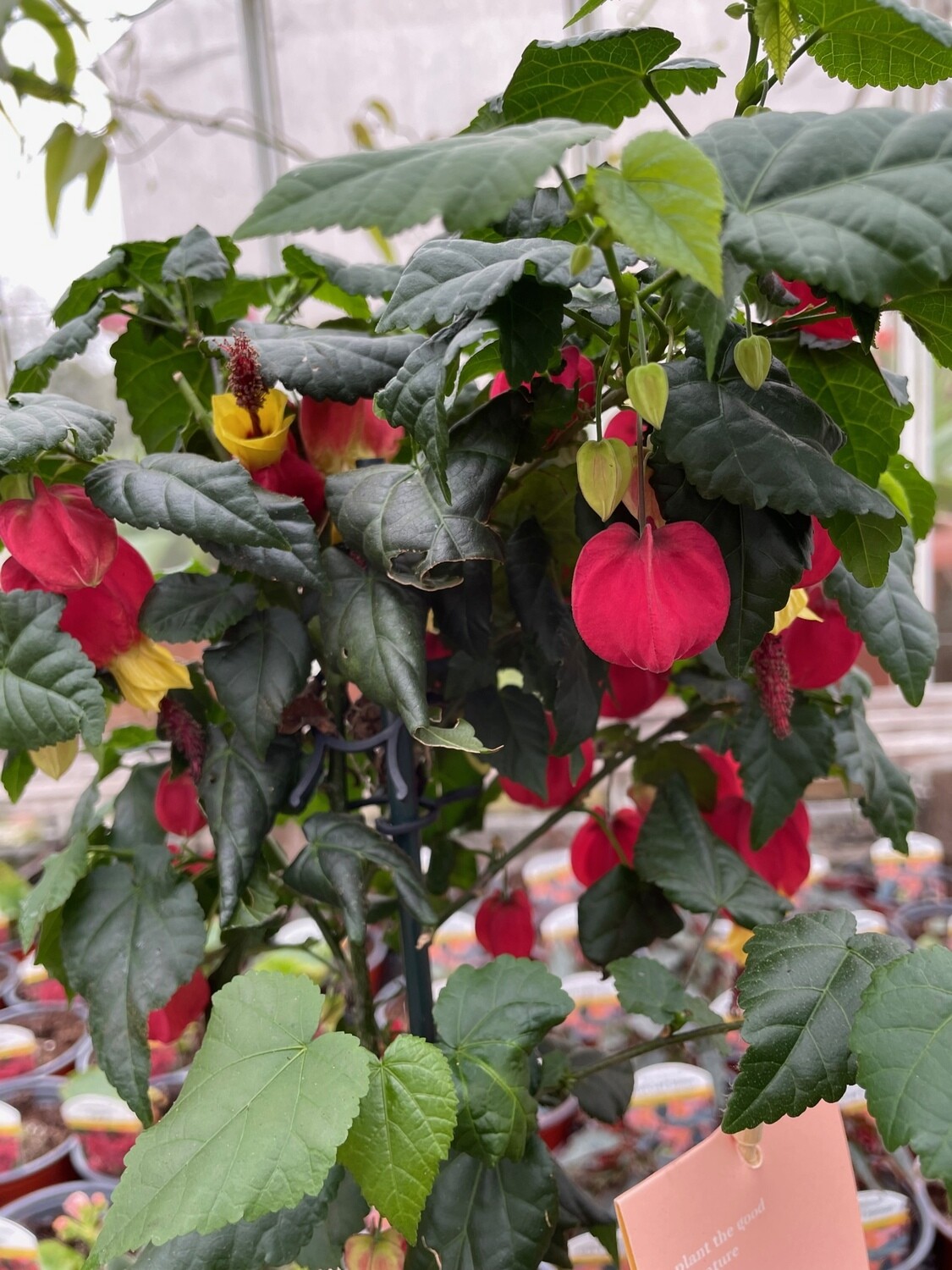 Abutilon Big Bell perfect tub plant .bell like red /yellow flowers from May Until October