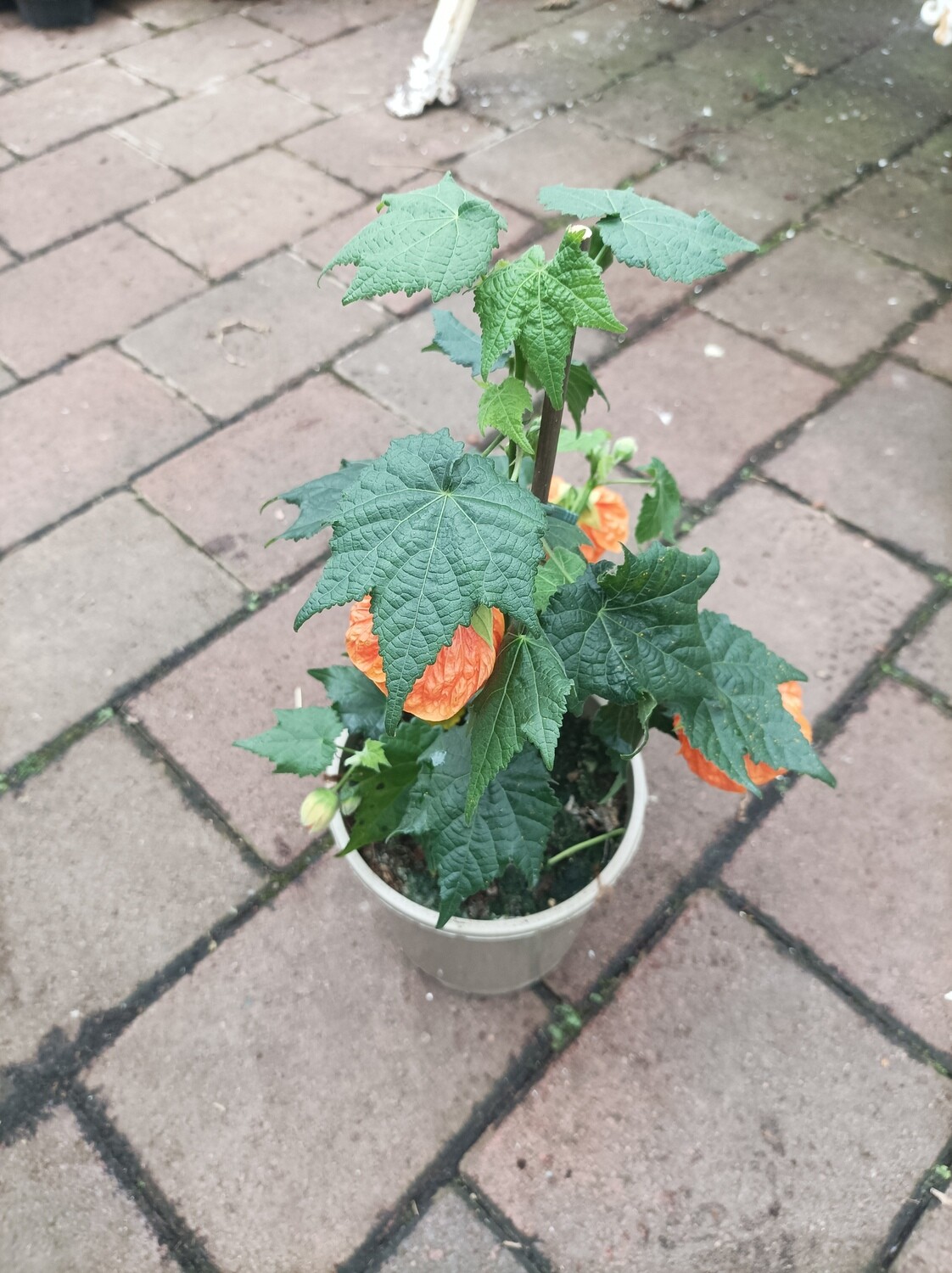 Abutilon Orange