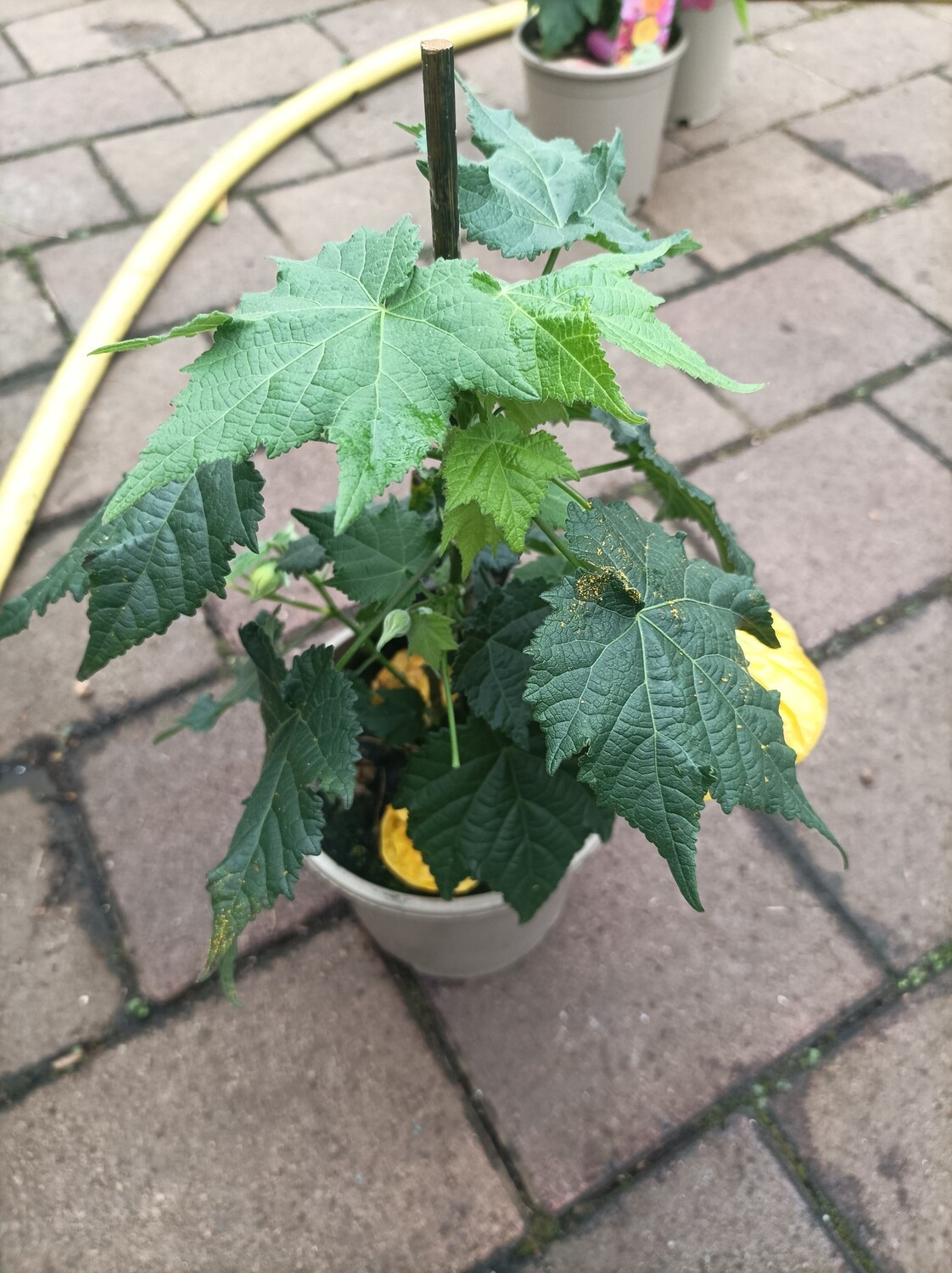 Abutilon Yellow Bell flowed non stop until October..perfect for pots