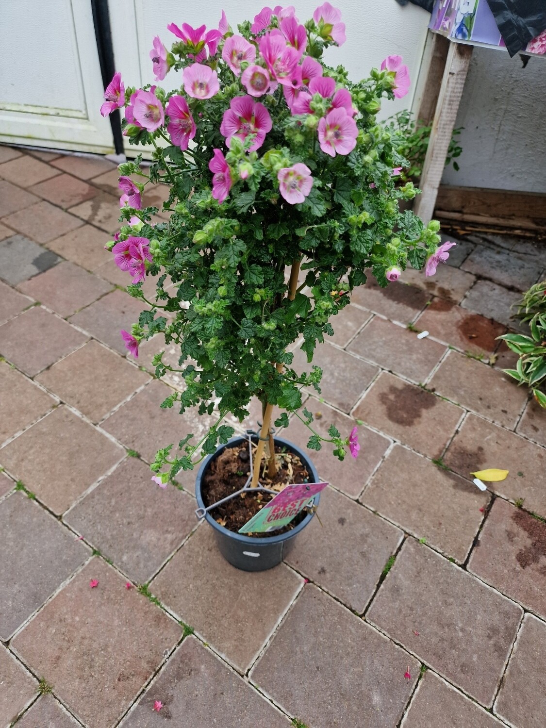 Anisodontea 'Elegans princess' flowers until October. Perfect for pots in full sun.