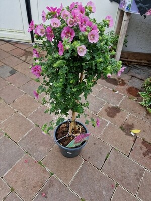 Anisodontea 'Elegans princess' flowers until October. Perfect for pots in full sun.