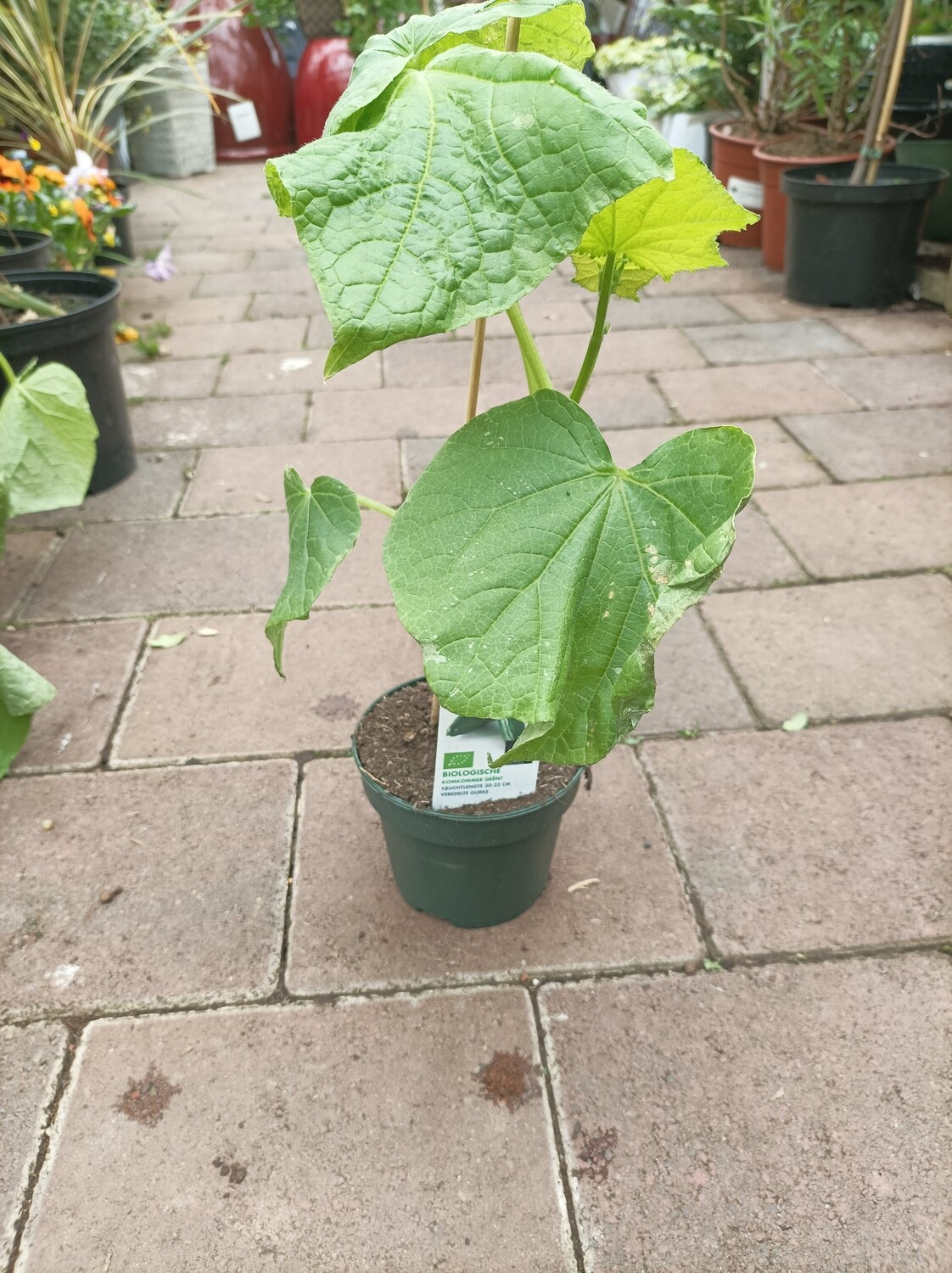 Grafted Cucumber