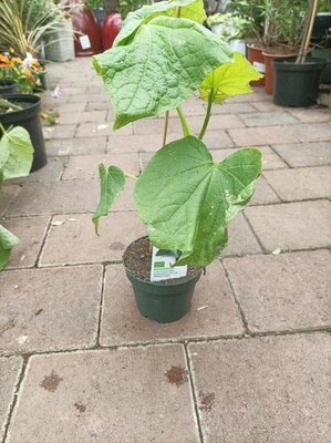 Grafted Cucumber