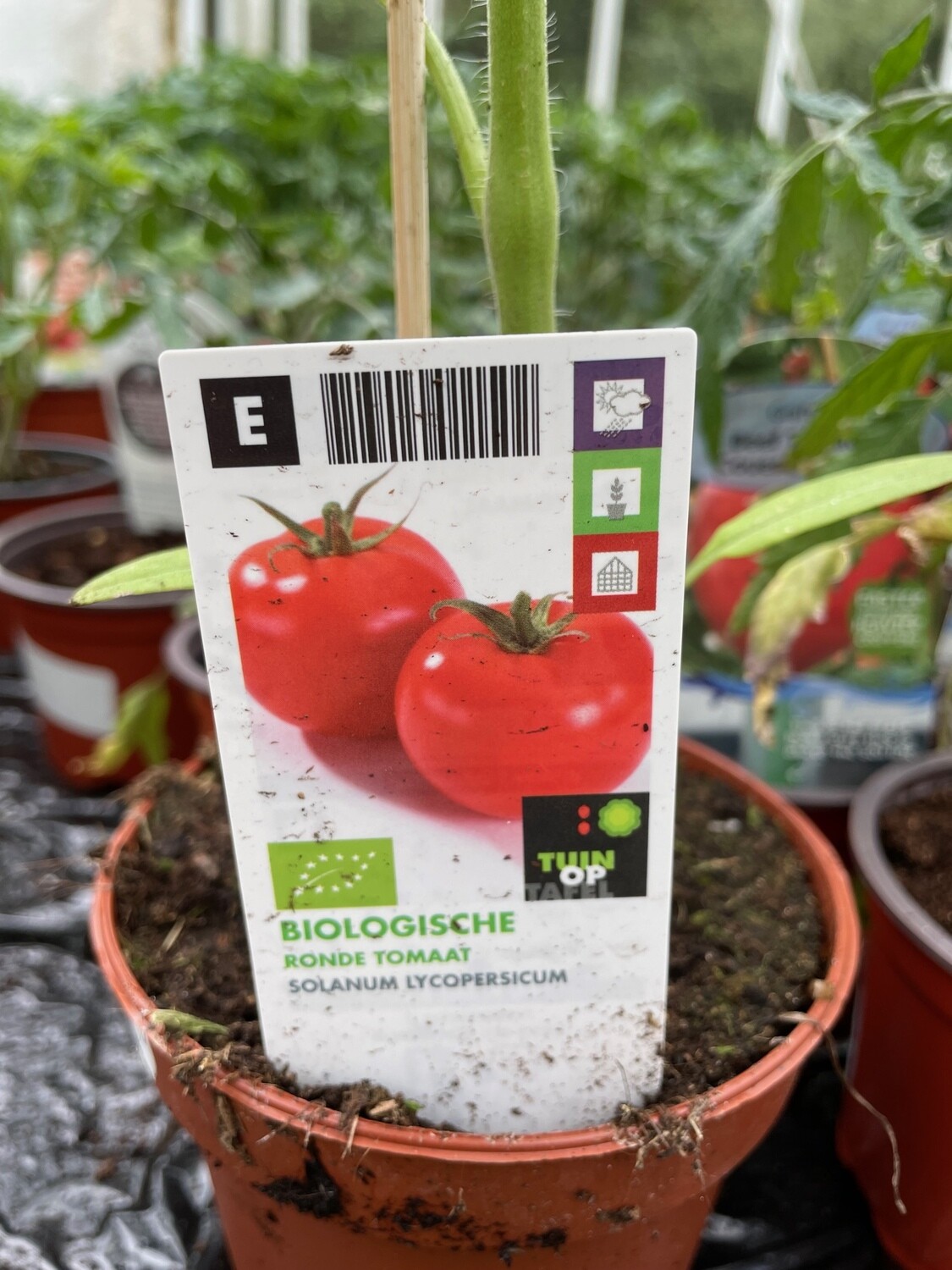 Tomato Plant