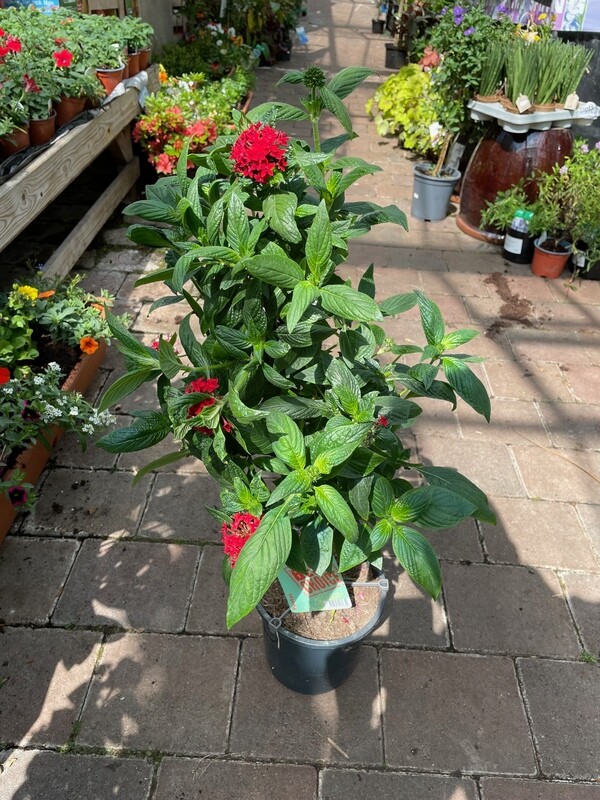 Pentas RED DRAGON red flowers from May until October. Perfect centre in pots .